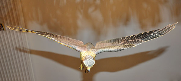 Merlin 07.jpg