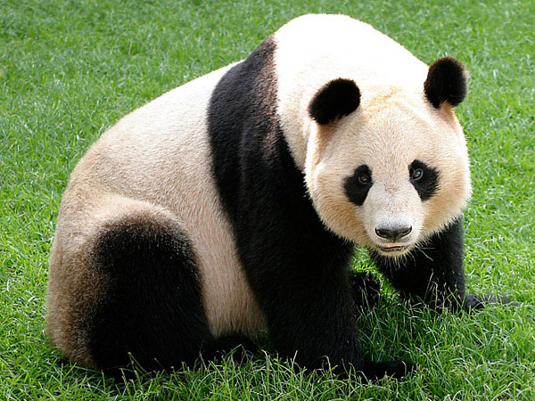 panda01.jpg